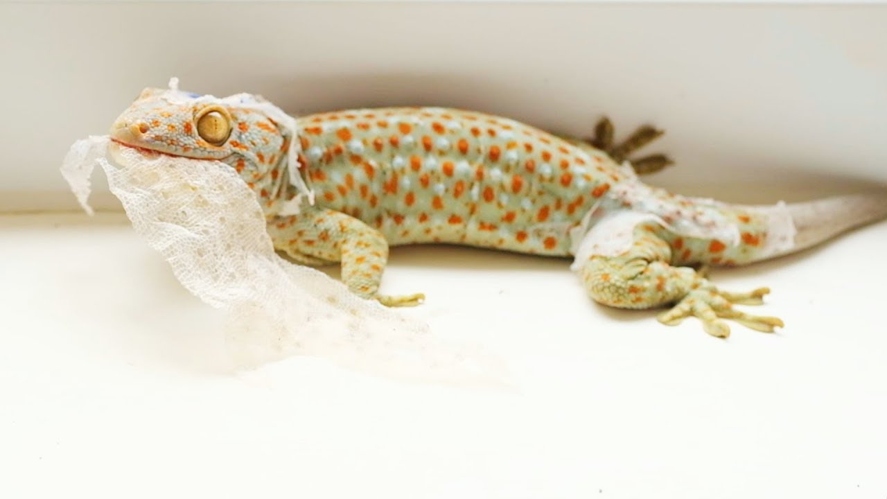 Giúp tắc kè lột da, tắc kè hoa lột da (Help my gecko shed his skin)