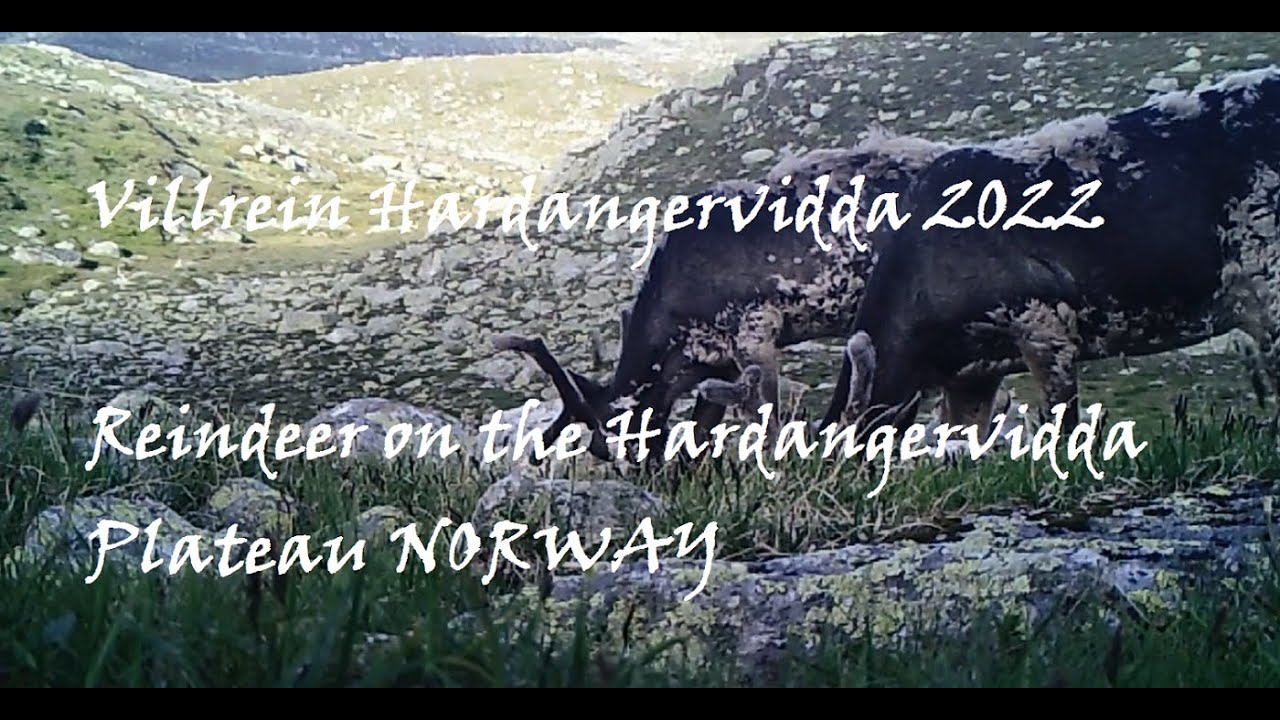Villrein på Hardanger 2022.....trail cam