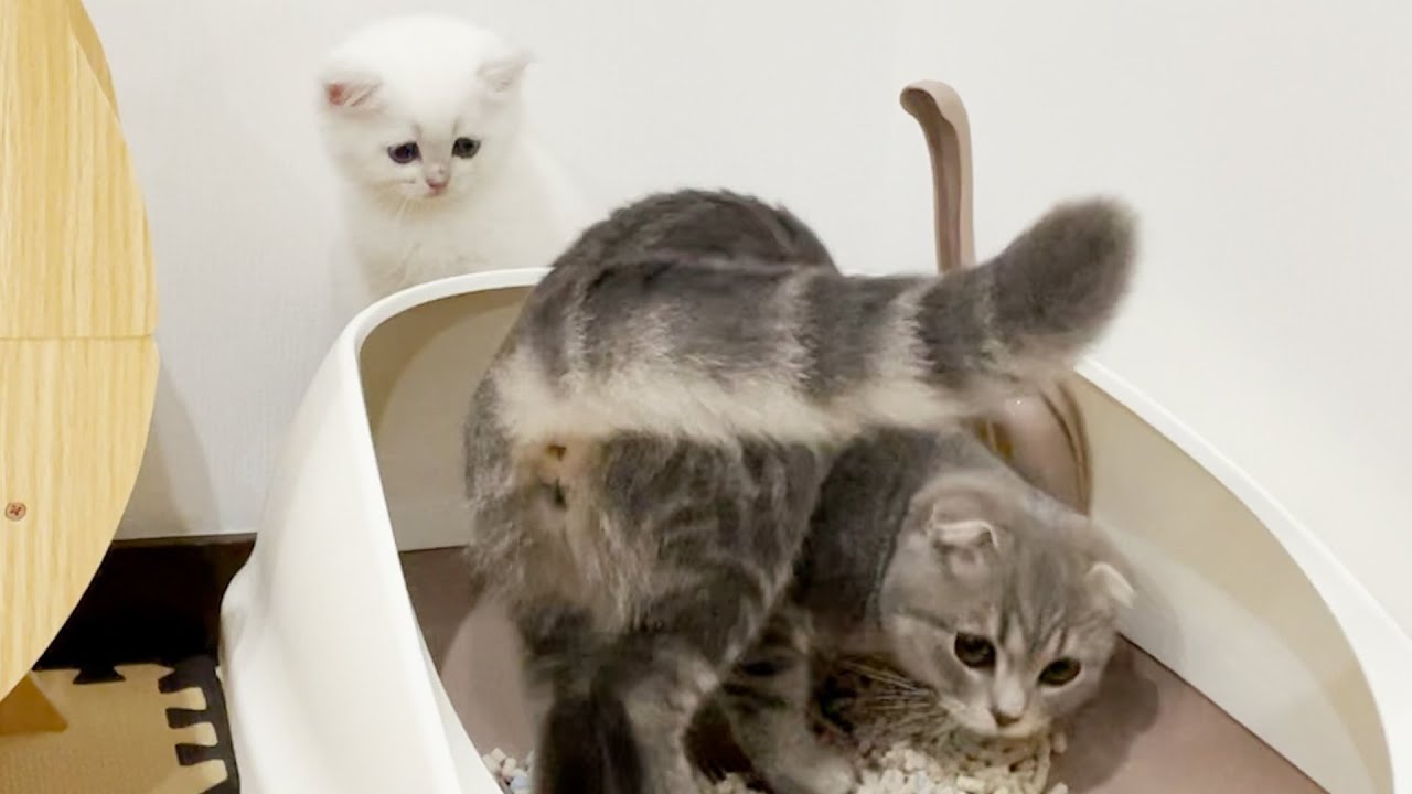 The kitten Leo imitates Lulu unnie.