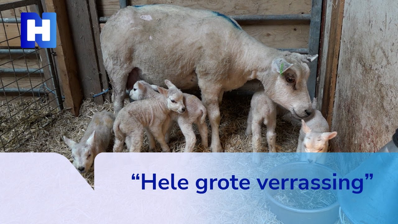Beschuit met muisjes in Abbekerk na bijzondere geboorte van zes lammetjes