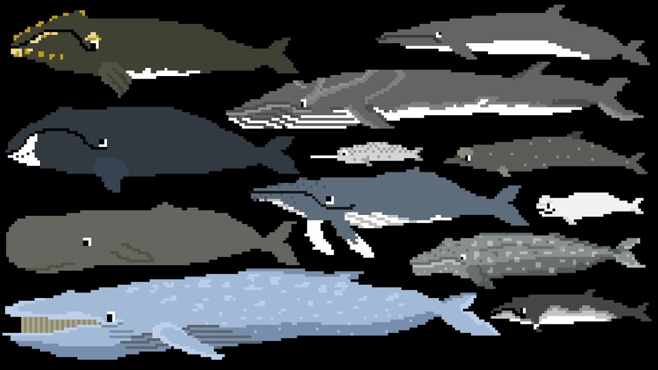 Whales - Animals Series - The Kids' Picture Show (Fun & Educational Learning Video)