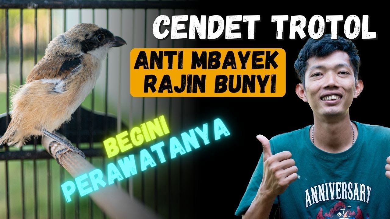 Agar Burung Cendet Trotol Tidak Mbayek dan Rajin Bunyi Gacor