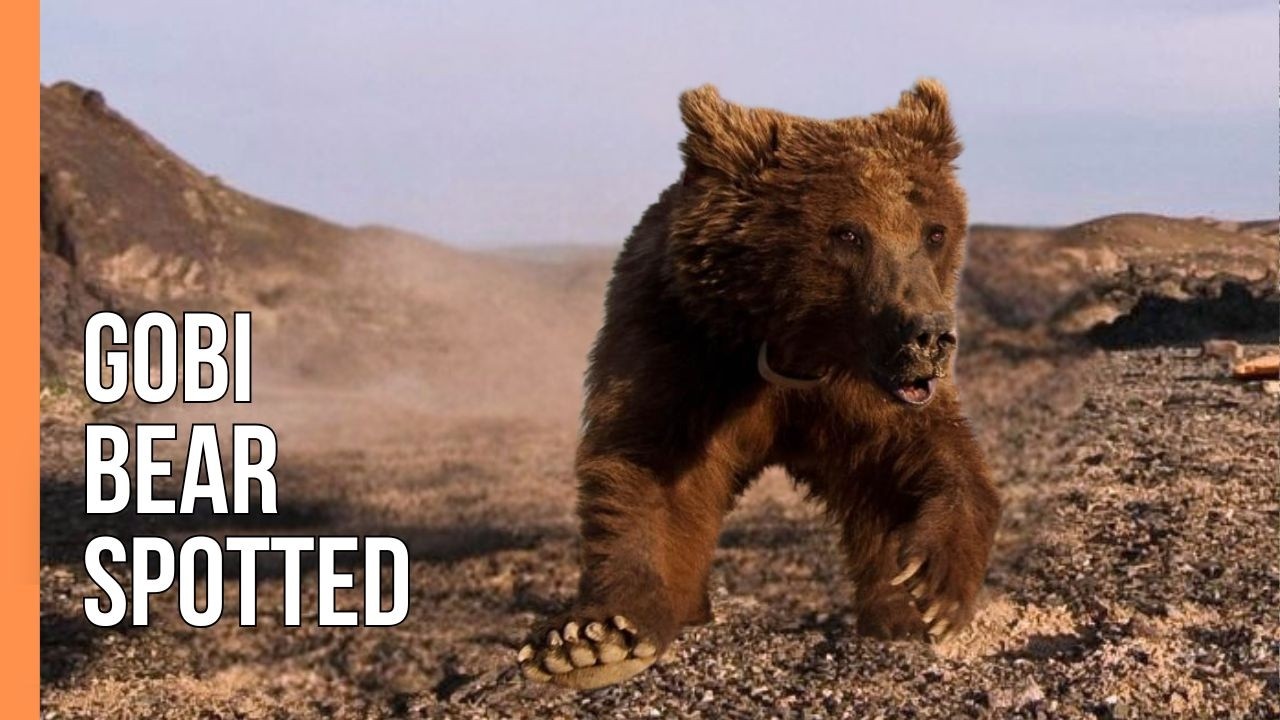 Gobi Bear Found! Rare Desert Bear Spotted in Mongolia | Full Documentary