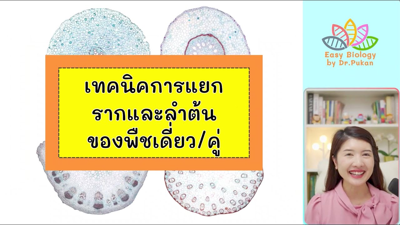 เทคนิคการแยกรากลำต้น ของพืชใบเลี้ยงเดี่ยวและพืชใบเลี้ยงคู่