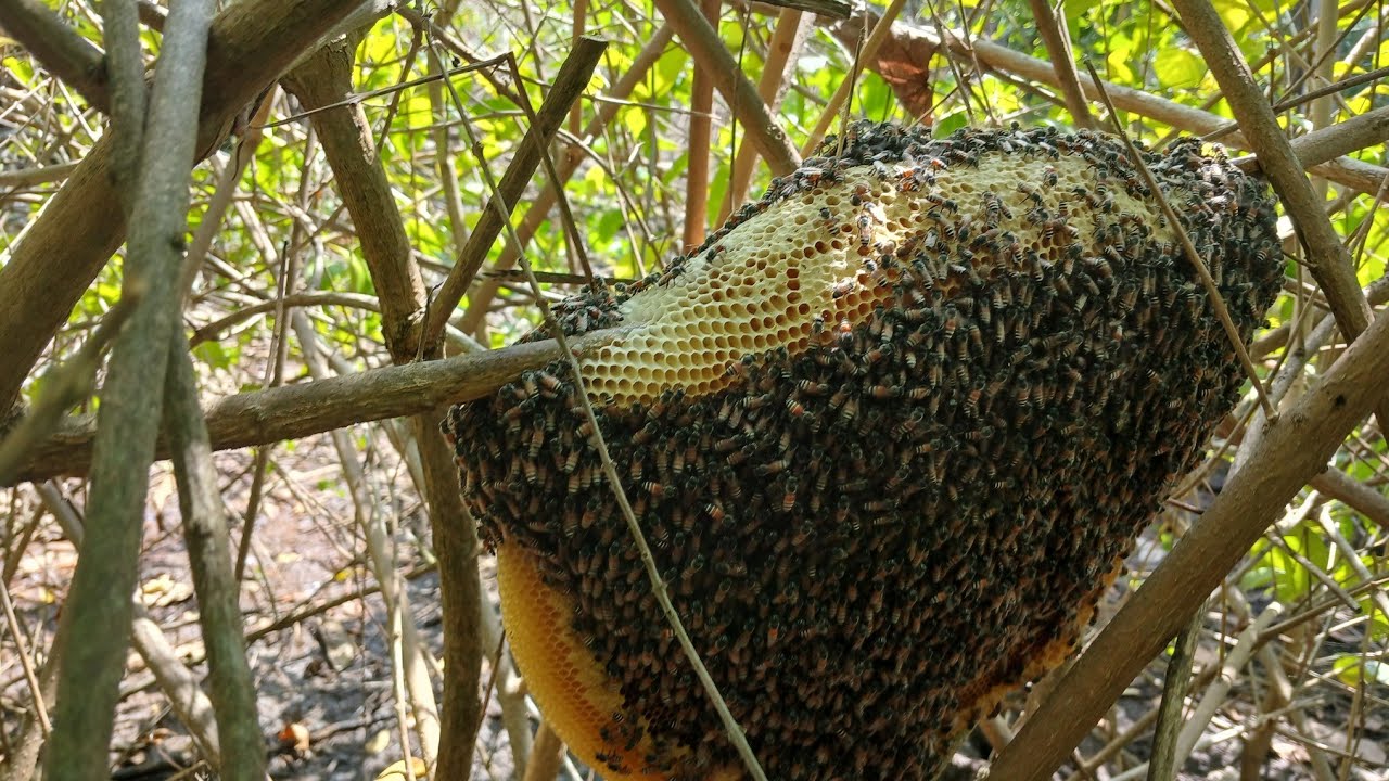 Săn ong gần  nhà  thành  quả cũng  ok ca nhà  oi