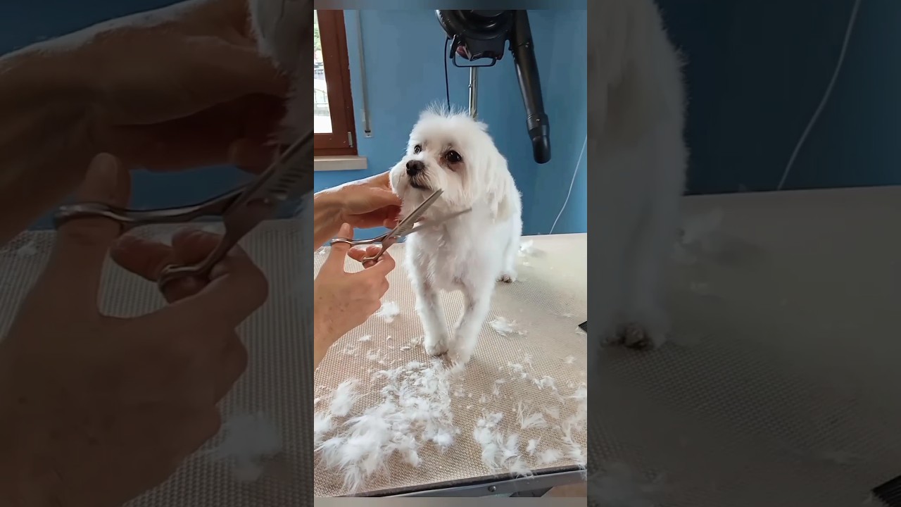 Little Leon short cut for maltese full of knots #doggrooming #pets #maltese #maltesemoments