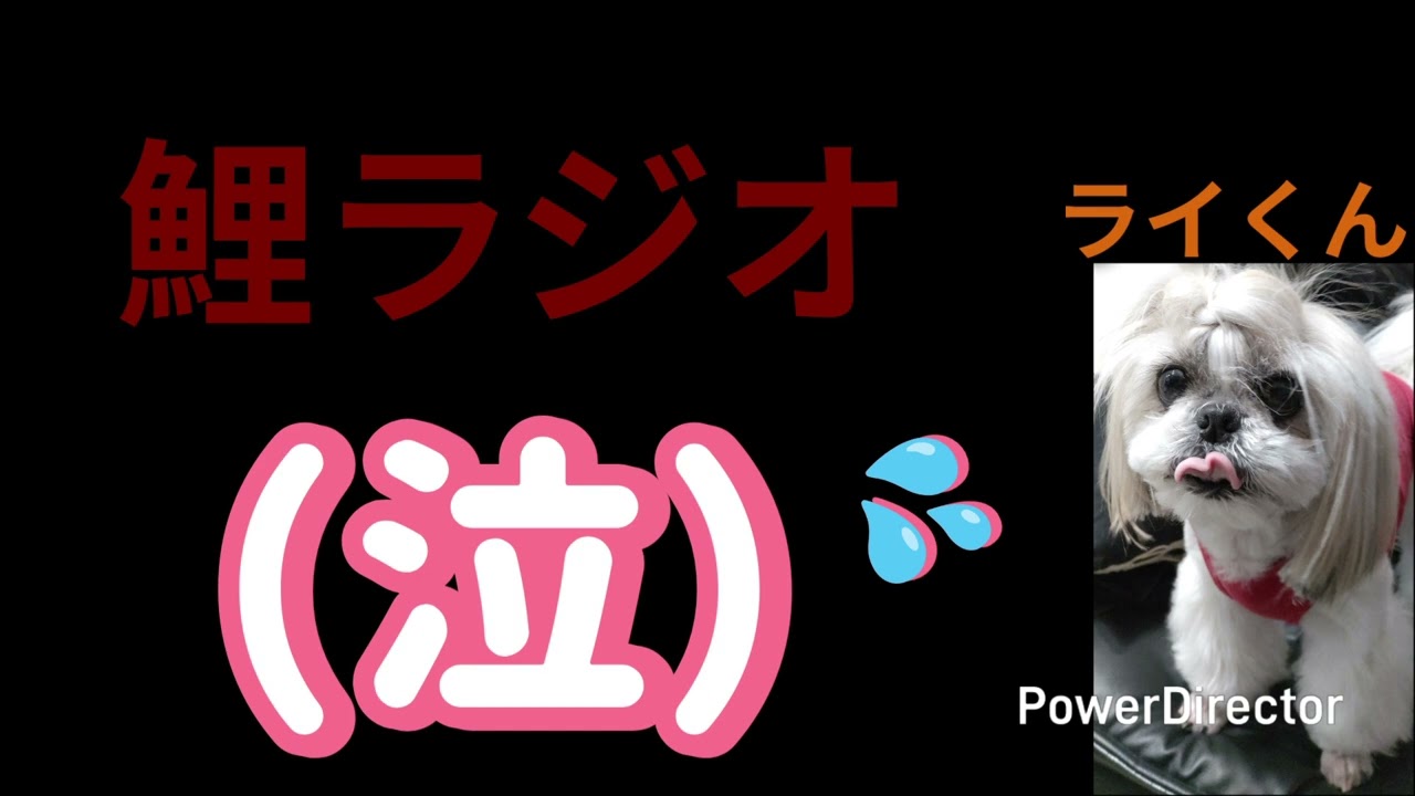 涙活のオススメ　＠鯉ラジオ