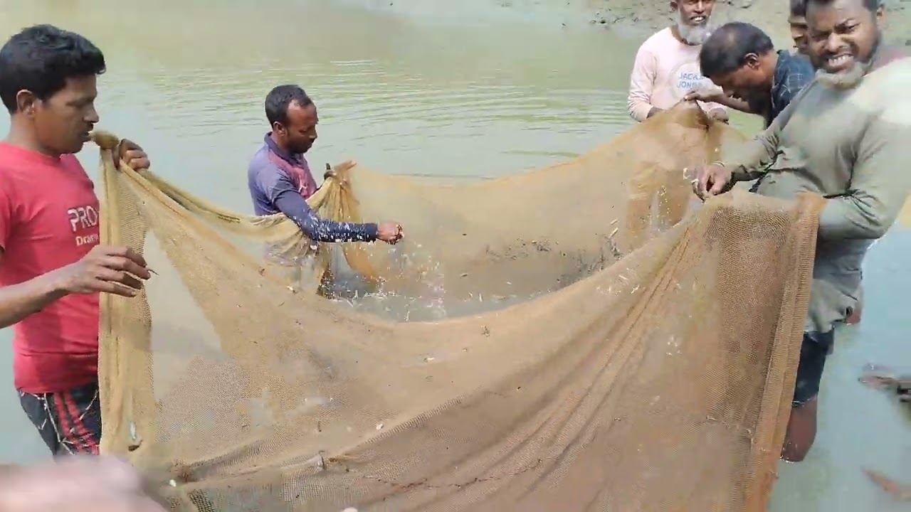 গাংগিনা পারে বোয়াল মাছ,, এক লগে কত গুলো,,ঘাগড়া মারুয়া পাড়া ঝিনাইগাতী শেরপুর