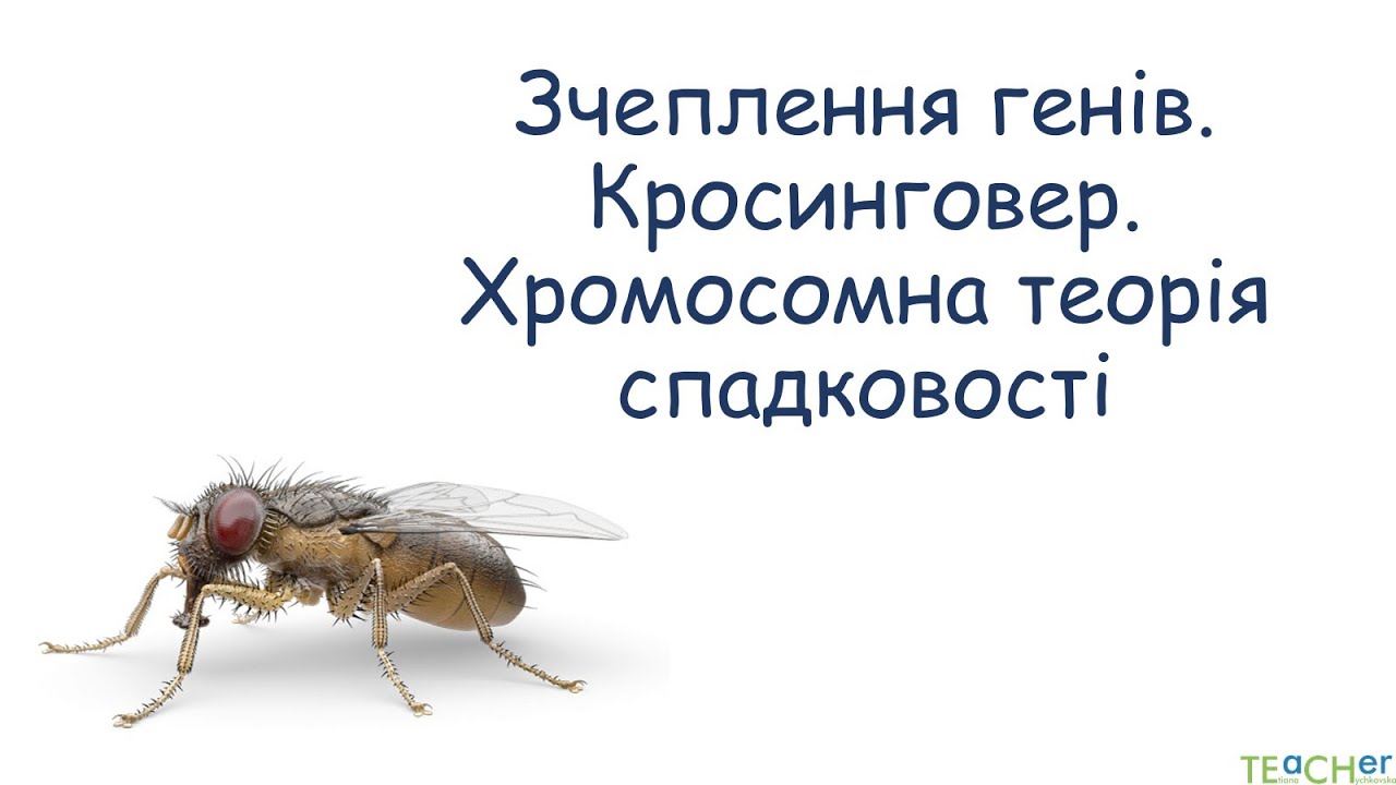Зчеплення генів. Кросинговер. Хромосомна теорія спадковості