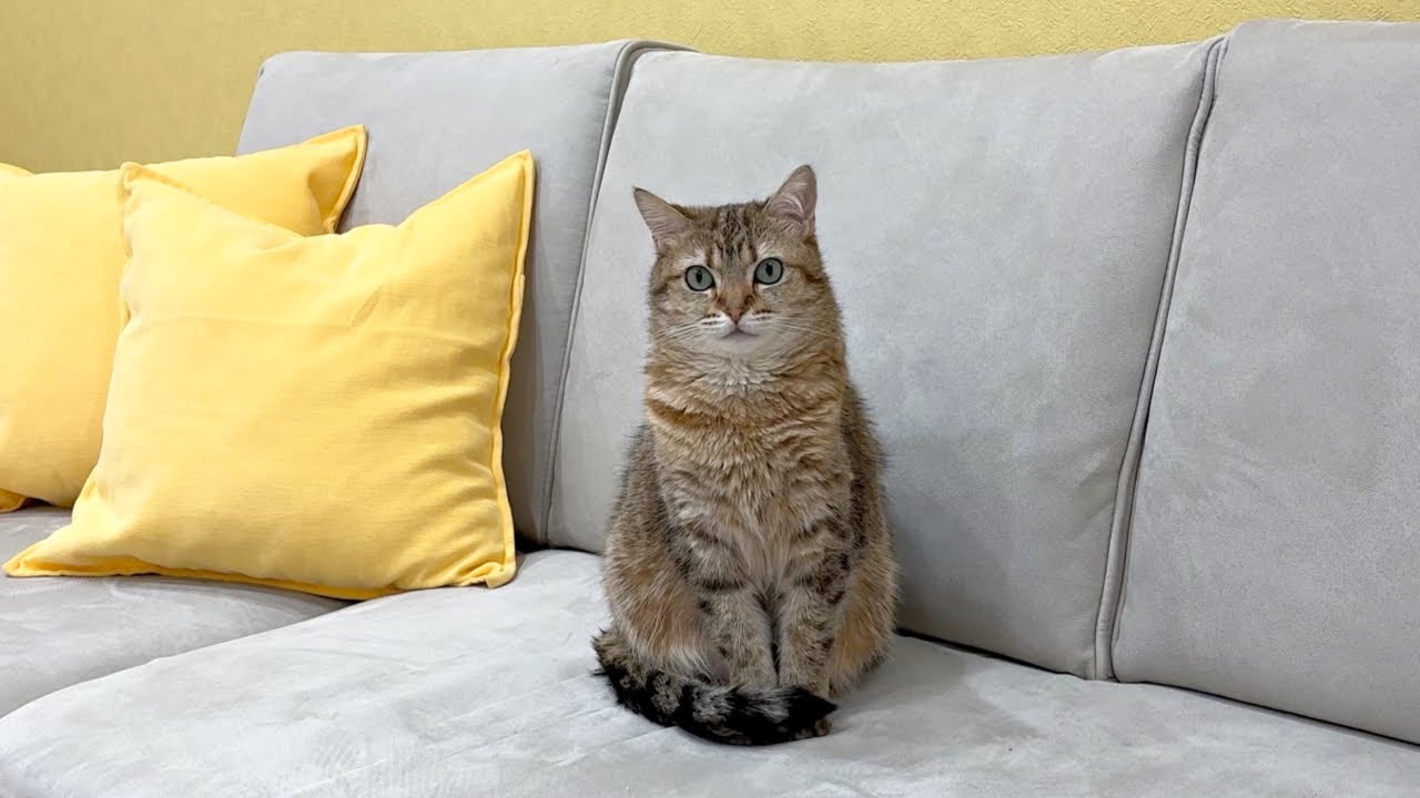 慢性腎臓病の猫のためにしてることを全てお話しします！