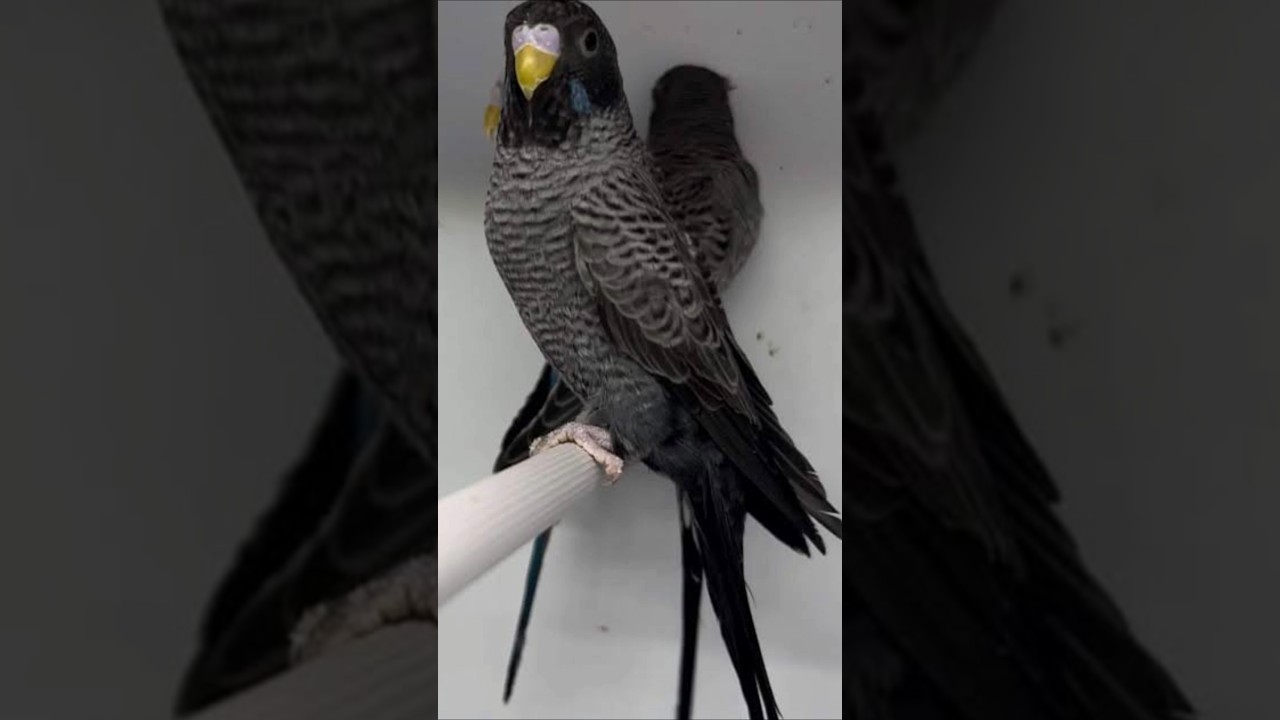Top 10 Rare Budgies In All World  #budgies  #budgiesparrot  #birds #parrot  #petbird