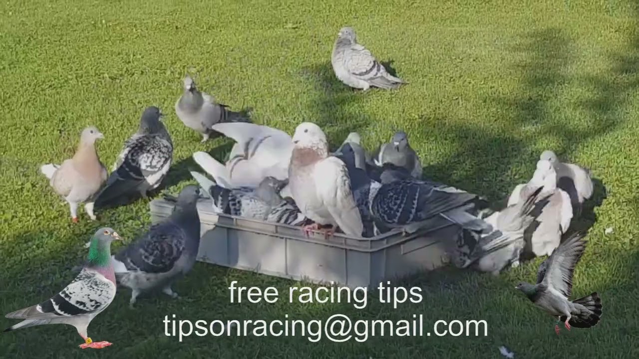 Boost Your Racing Pigeons Performance Preparing for 50 to 500 Mile Races