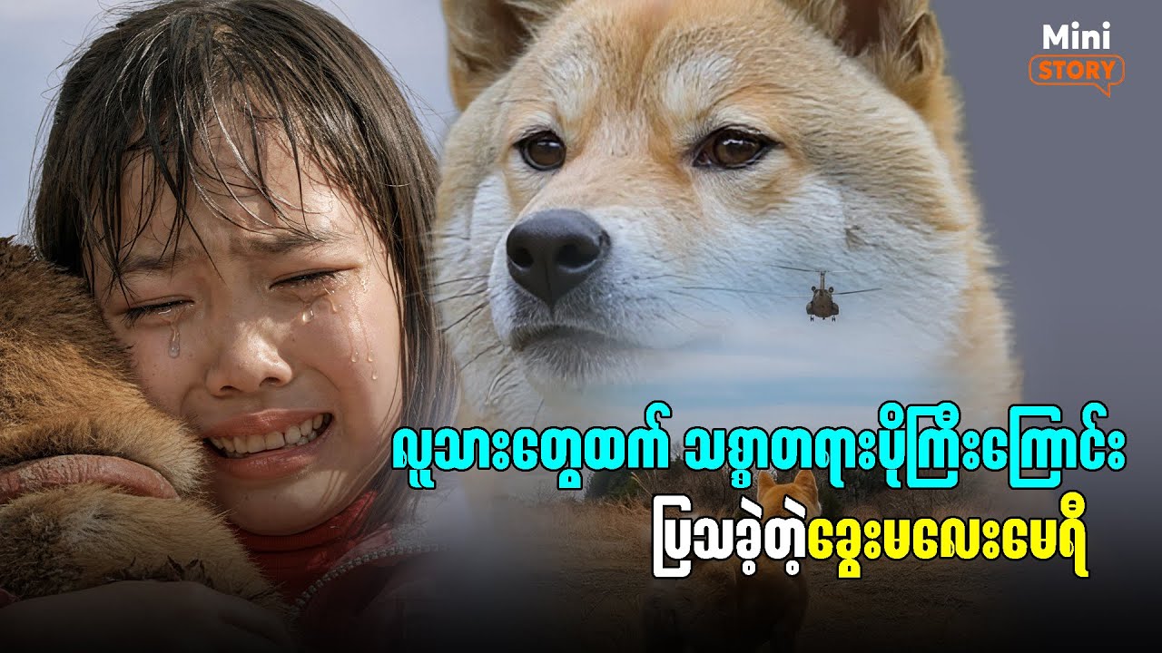 လူသားတွေထက် သစ္စာတရားပိုကြီးကြောင်း ပြသခဲ့တဲ့ ခွေးမလေးမေရီ🥺 #mary  #movie #sadstory #movierecap 