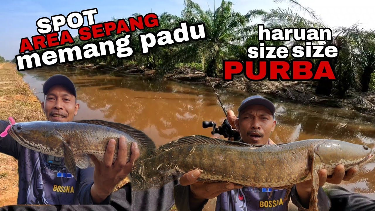 CASTING HARUAN MEGA. DIA PUNYA lawan sampai lompat ke darat. @adyflychannel