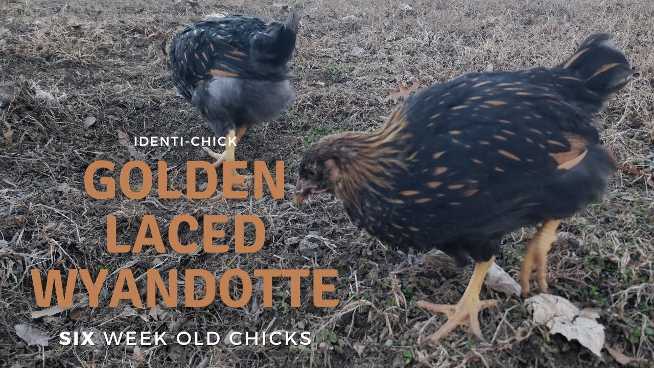 Golden Laced Wyandotte: 6-Week-Old Chicks