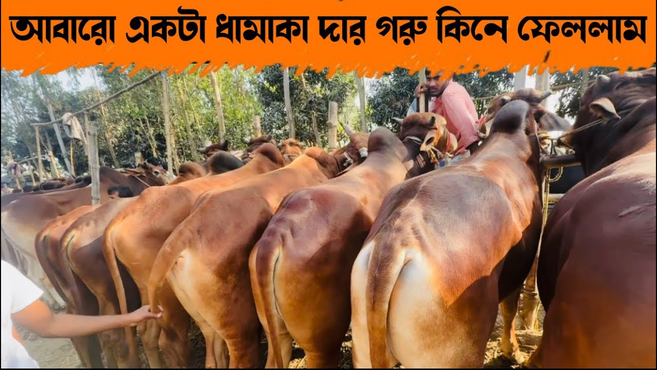 ১৮৯ - আবারো একটা ধামাকা দার গরু কিনে ফেললাম