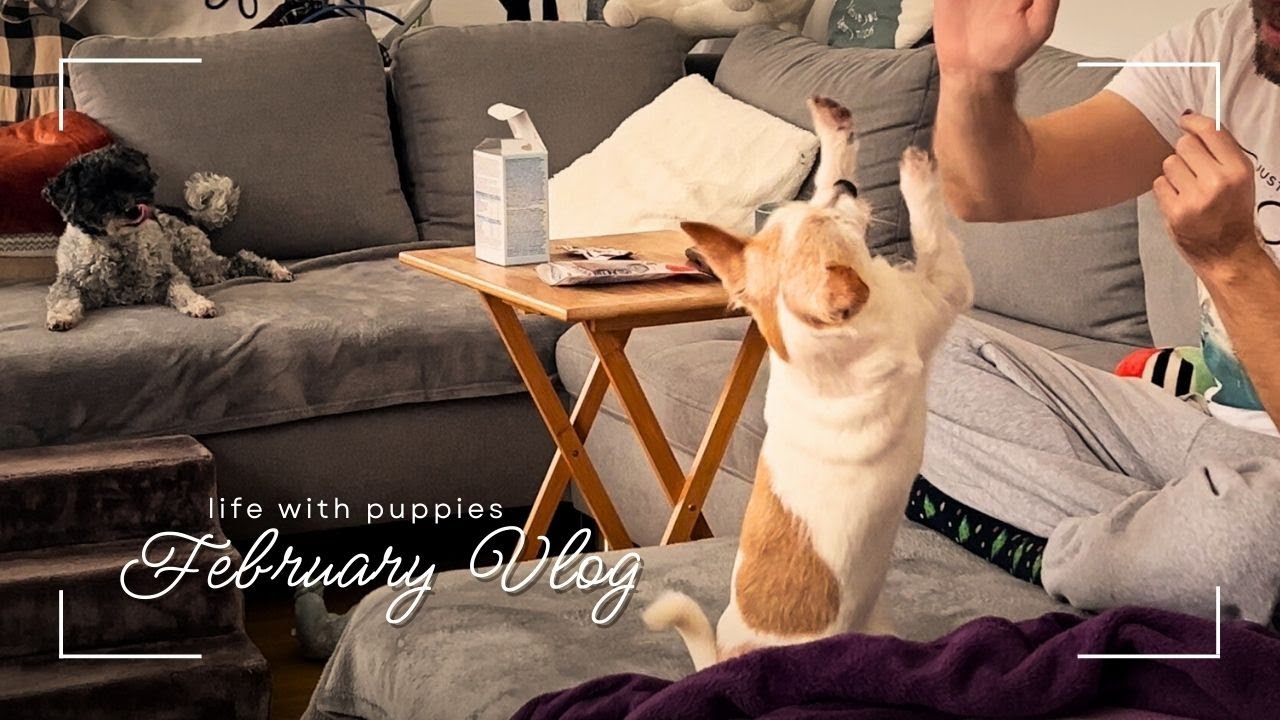 FEBRUARY VLOG l Toffie's illness 🥲, cooking Schupfnudeln & cold ramen