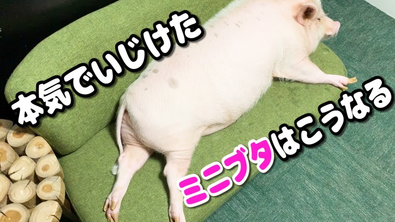 【ミニブタ】やっぱりいじけるつくね君、だがお姉さんには秘策があった！！