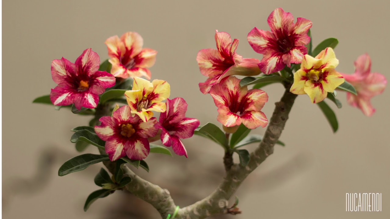 Rosa del desierto coleccion II