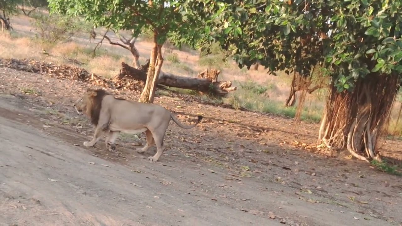 Lion at AMBARDI PARK Dhari