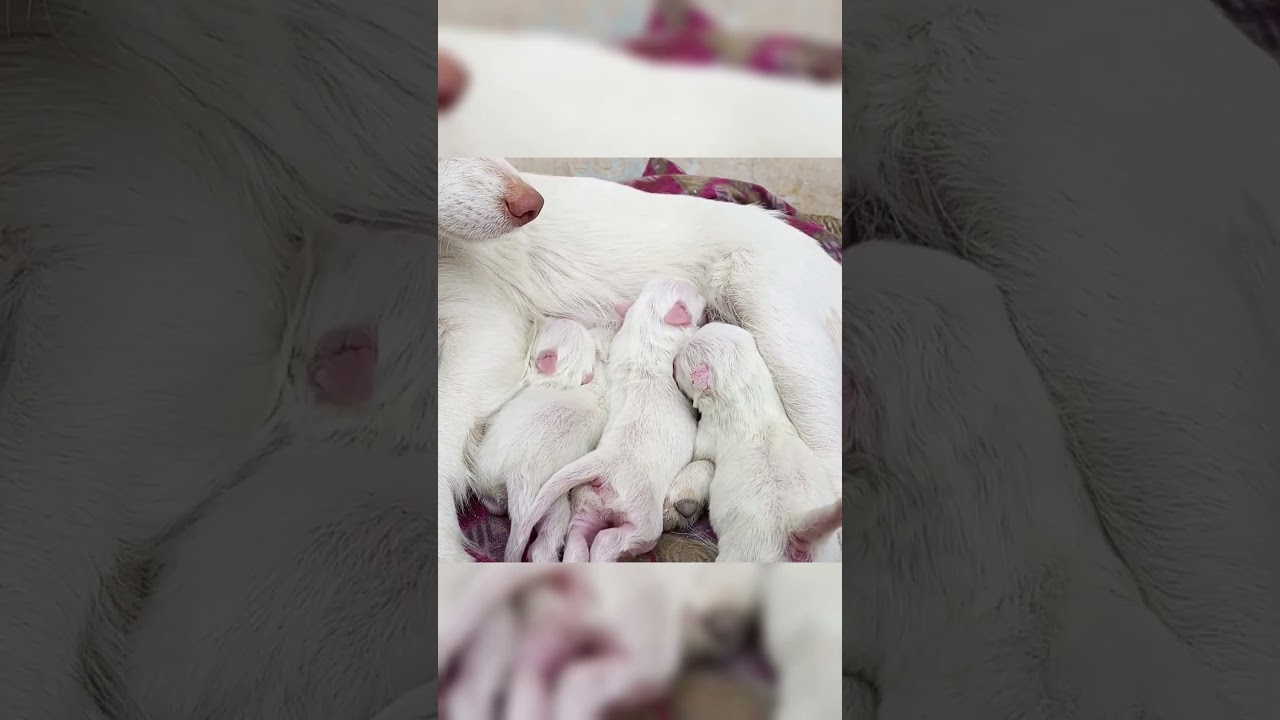 Dog Moms Nursing Their Cute Baby Puppies #Dog #Puppies