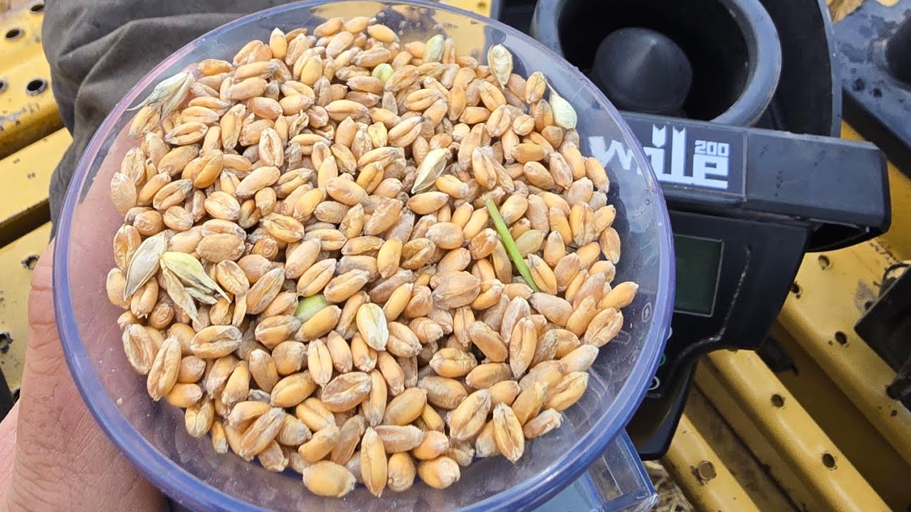 Puintien aloittelua / New holland TX62 vm98