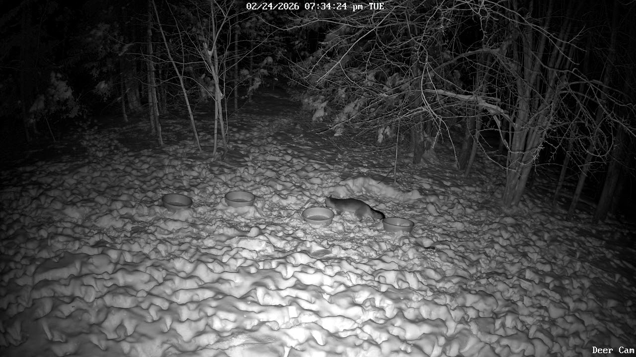 Red Fox 2-24-2026 7:30 PM