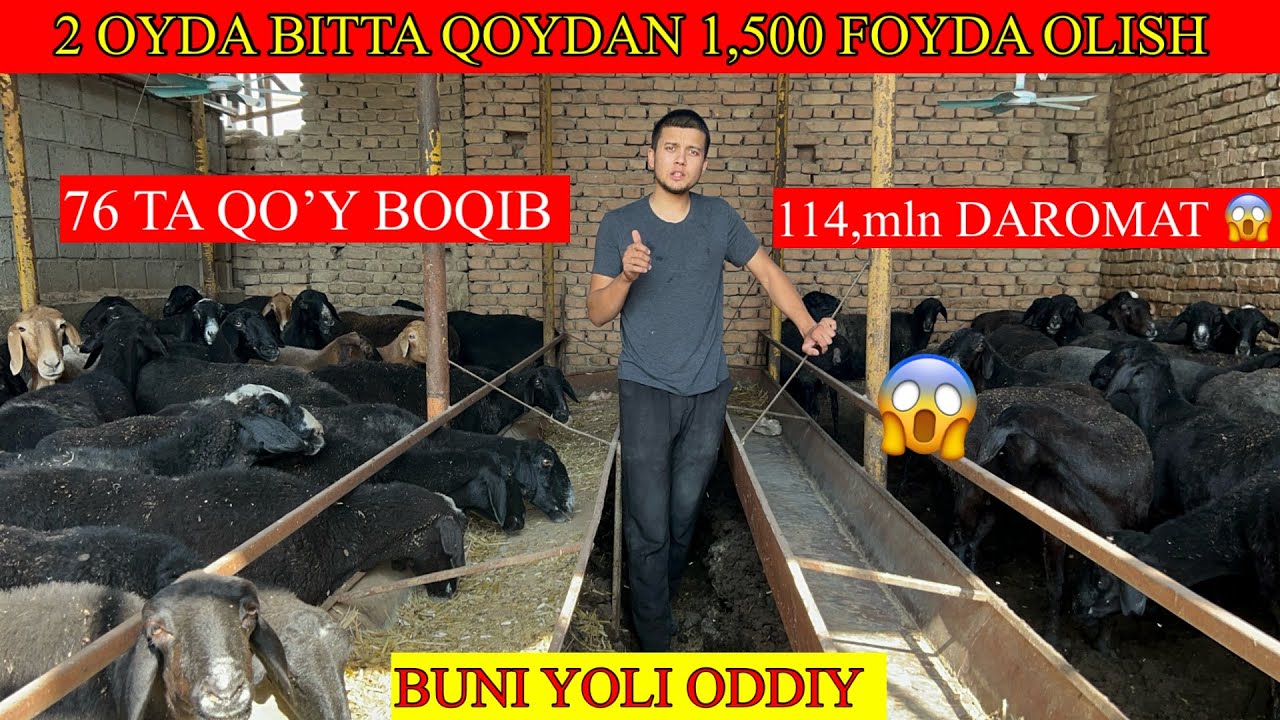 ELDOR AKAMIZ SOVLUQ YEMLAB KATTAGINA DAROMAT TOPISH SIRLARINI OCHDI OHRIGACHA KORING 😱