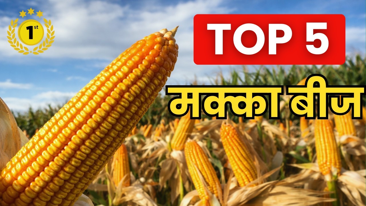 Top 5 मक्का बीज 2026 🌽 | सबसे ज्यादा उत्पादन देने वाला मक्का बीज | Top Maize Seeds | Farm Science