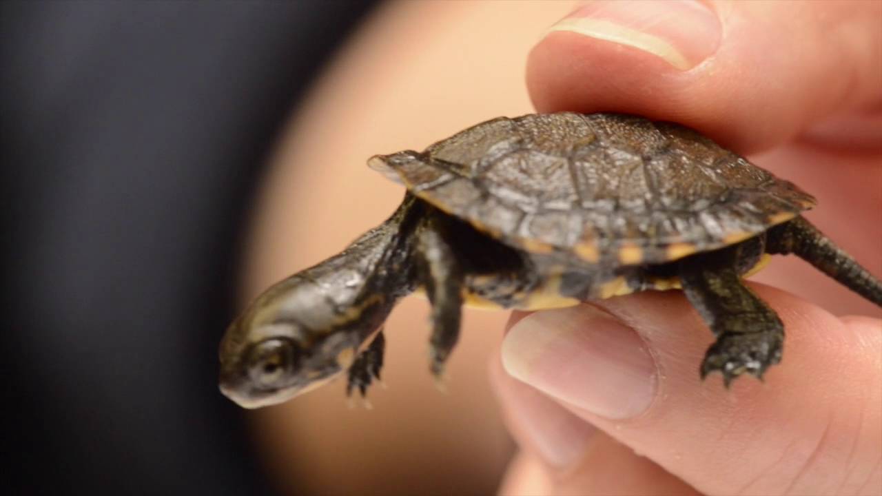 Tiny western pond turtle hatchlings being raised at the zoo
