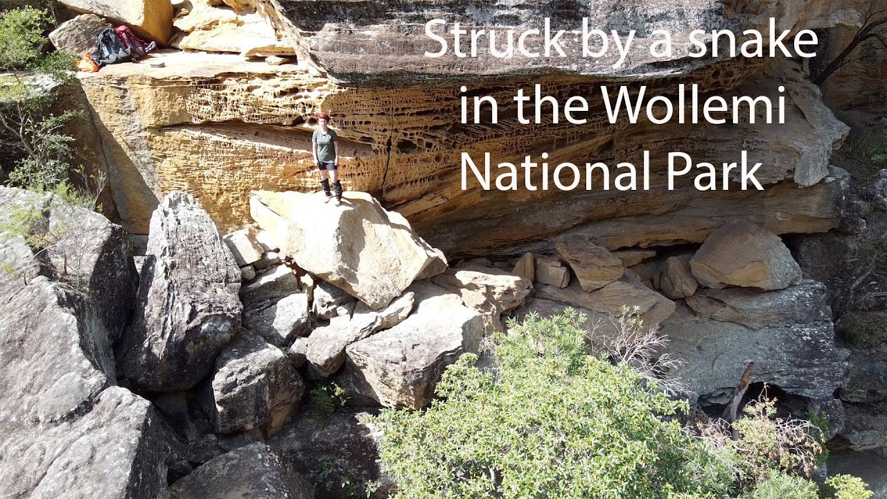 Struck by a brown snake in the Wollemi National Park