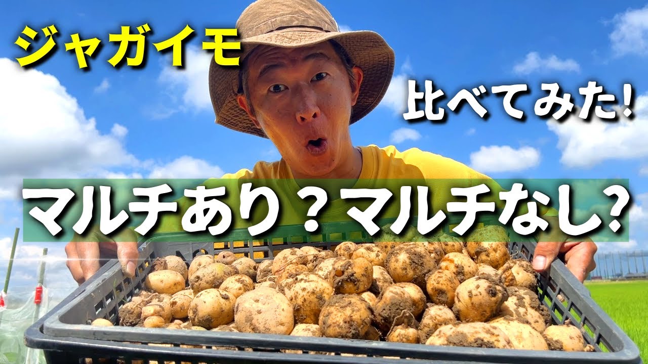 【ジャガイモ栽培】男爵　キタアカリ　マルチあり・マルチなしで収穫量は変わるのか!?生長の違い。