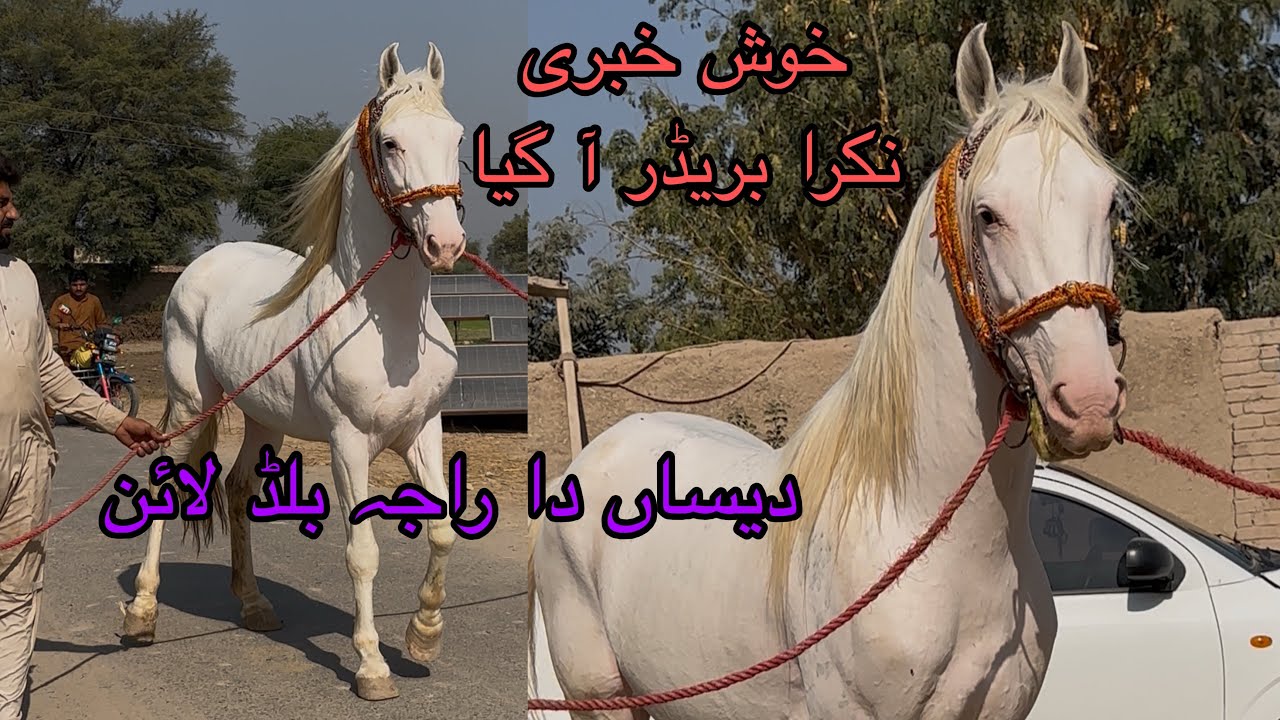 Breaking news! Nukra breeder ghora available | desan da Raja bloodline 62 inch height