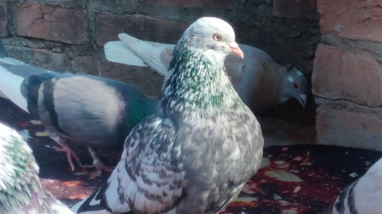 RAJDEVESH is live! 👀🕊️ Bareilly loft...!