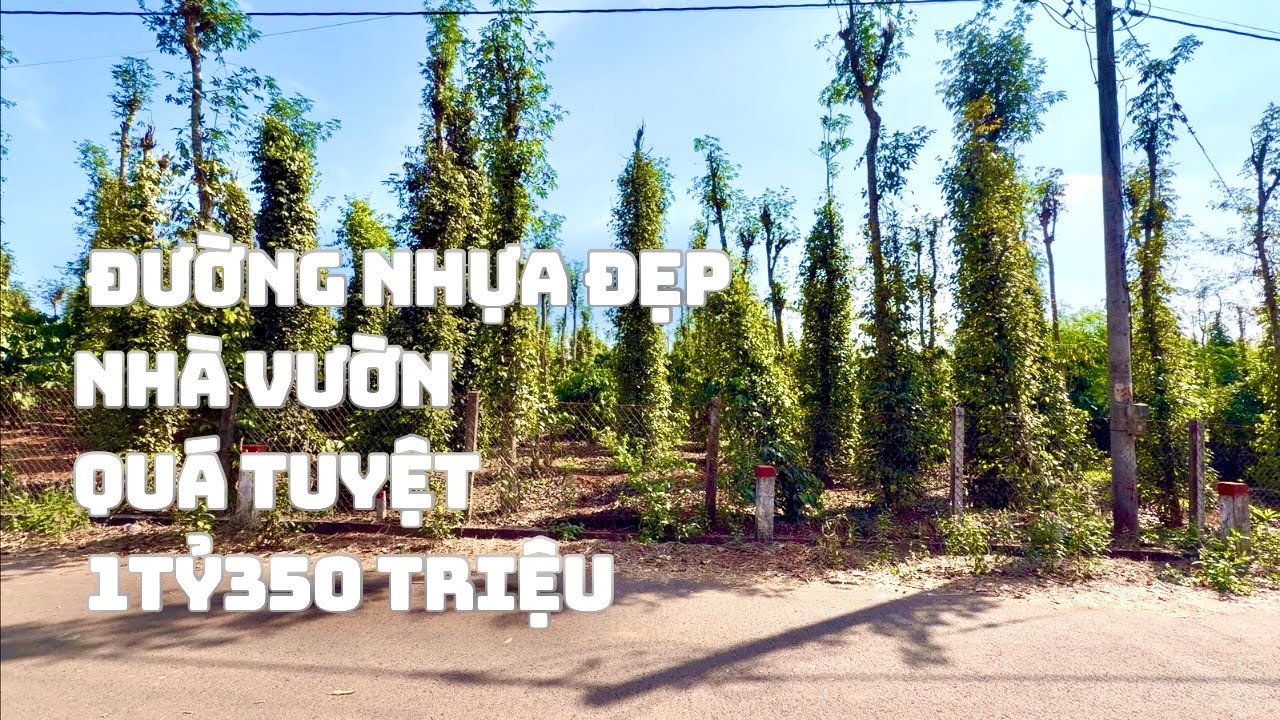 ☘️Đất 1100m² vườn tiêu cà phê, mặt đường nhựa, chỉ 1 tỷ 350  – hiếm trong khu vực!”