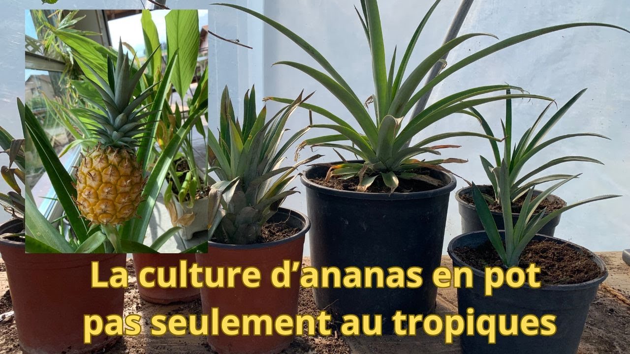 culture d'Ananas