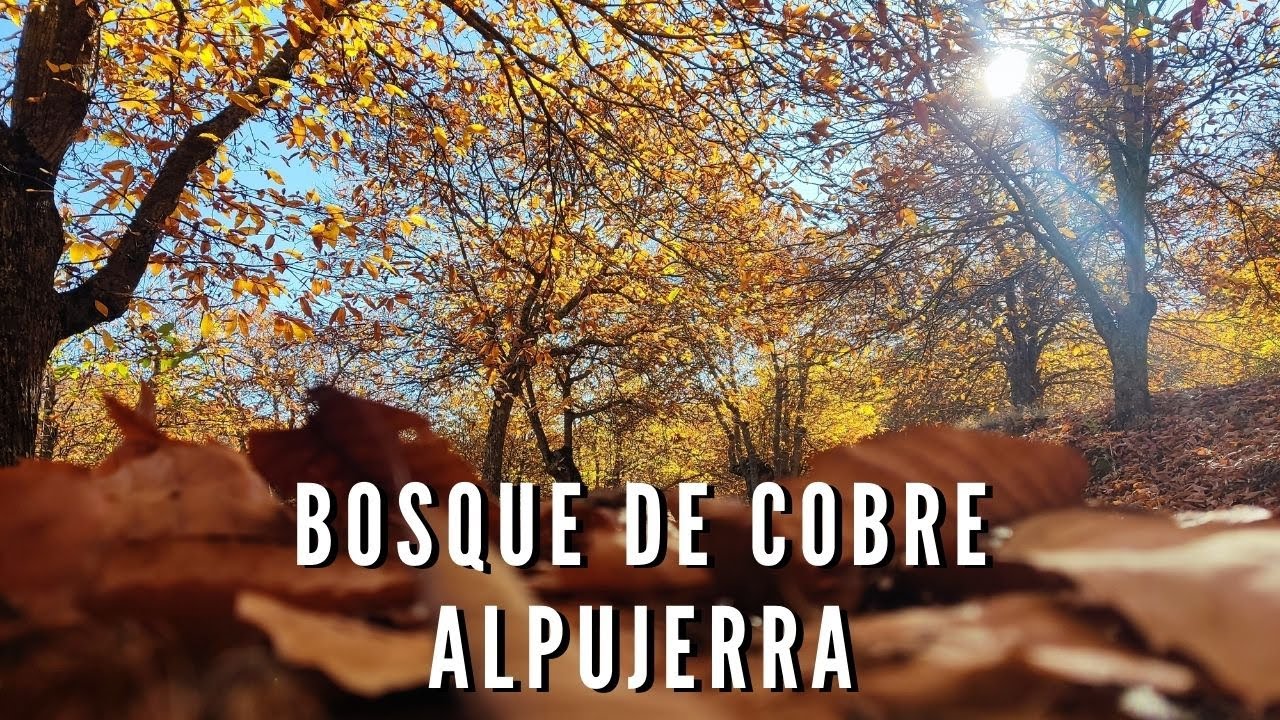 🍂 Quick Nature Walk Bosque de Cobre Spain España Malaga 2022 Autumn 🍂
