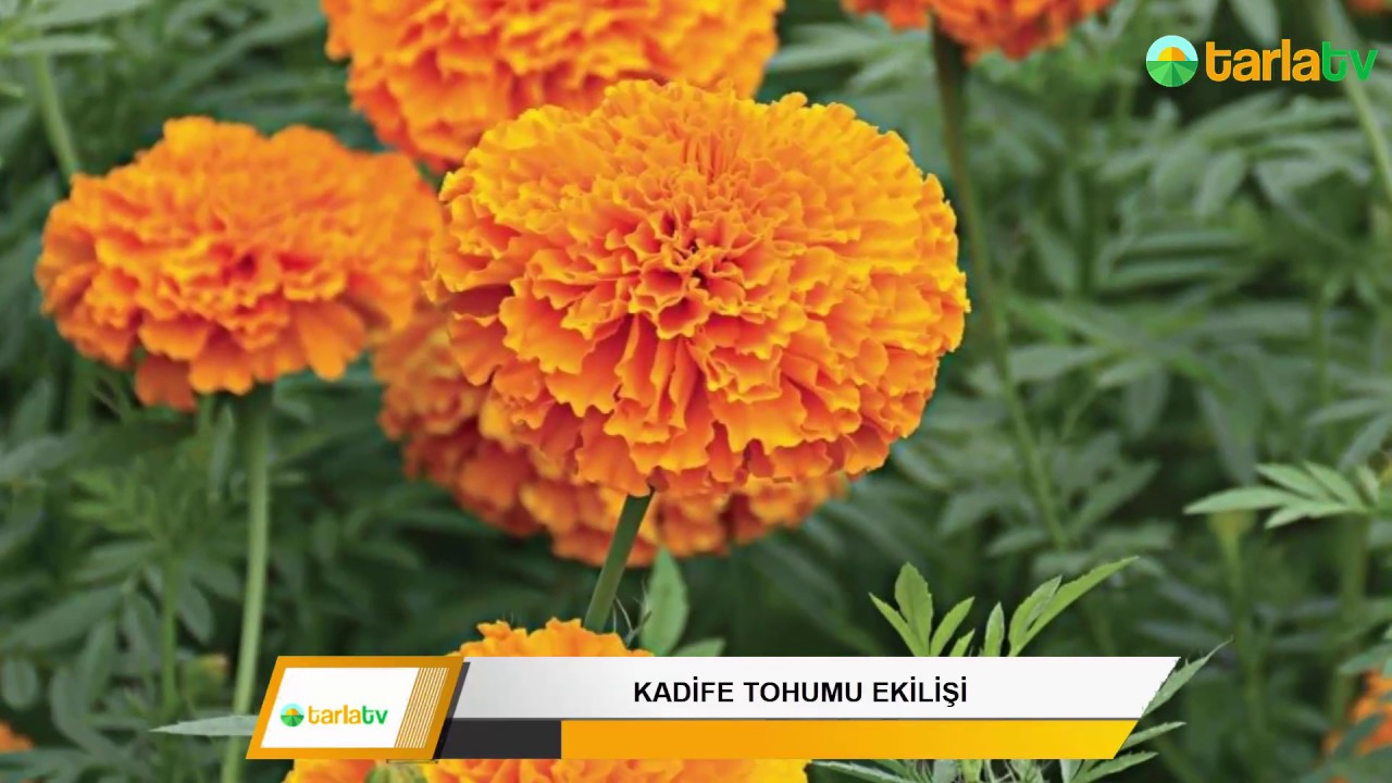 Çiçek Tohumu Nasıl Ekilir - Kadife Tohumu Ekilişi