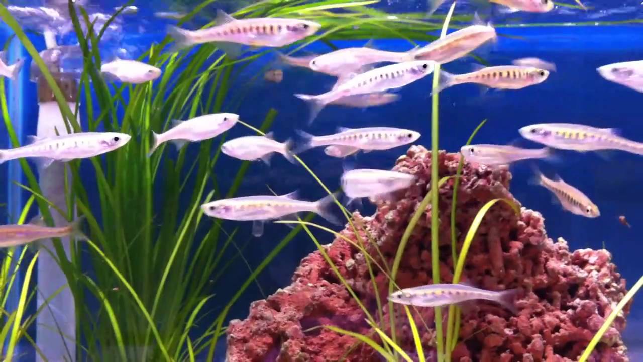 Burmese Tiger Rasbora @ Sweet Knowle Aquatics