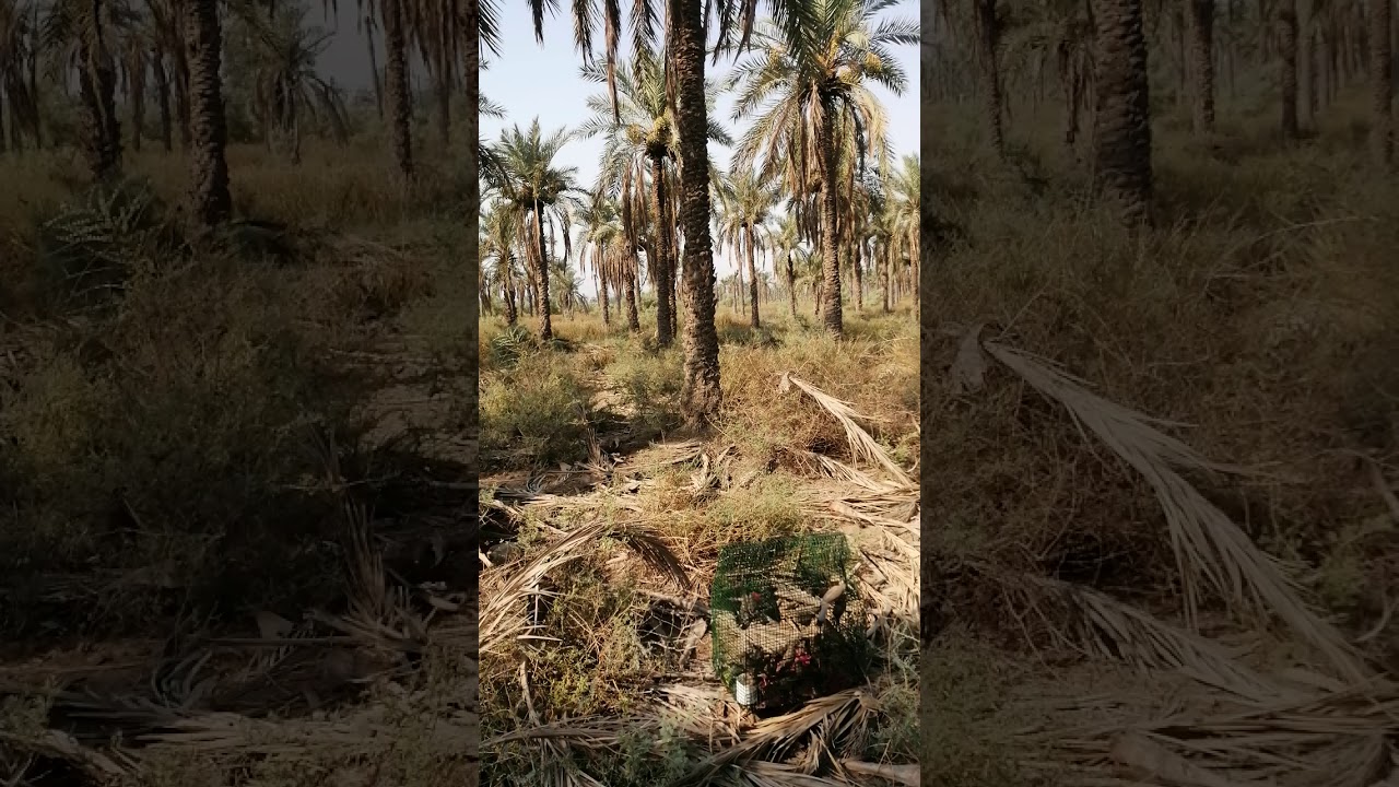 صيد البلابل الروسيه البصره الفاو  /2020/7/14/_