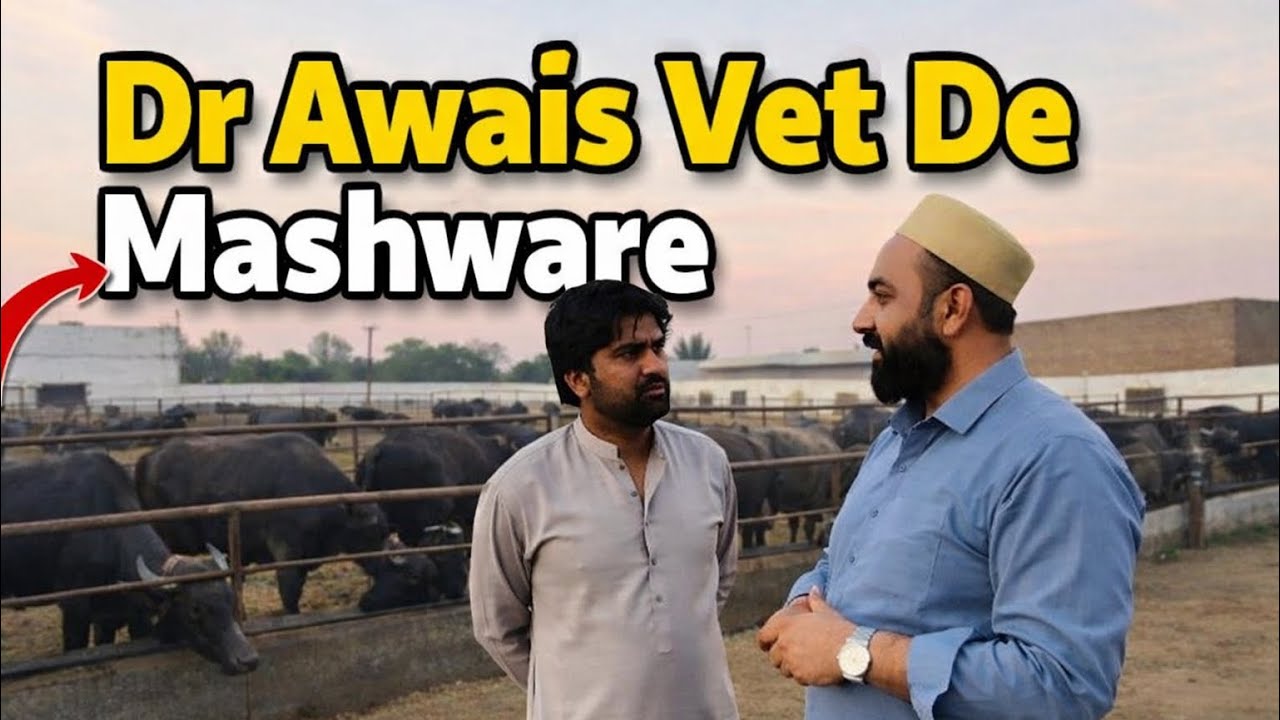 Veterinary Dr De Mashware | Dhillon Dairy Farm Panjwar | Faisal Dhillon 