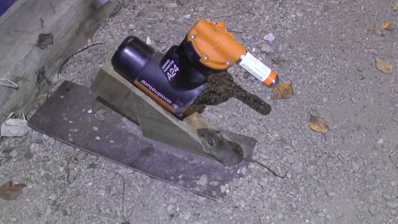 Goodnature A24 mouse trap