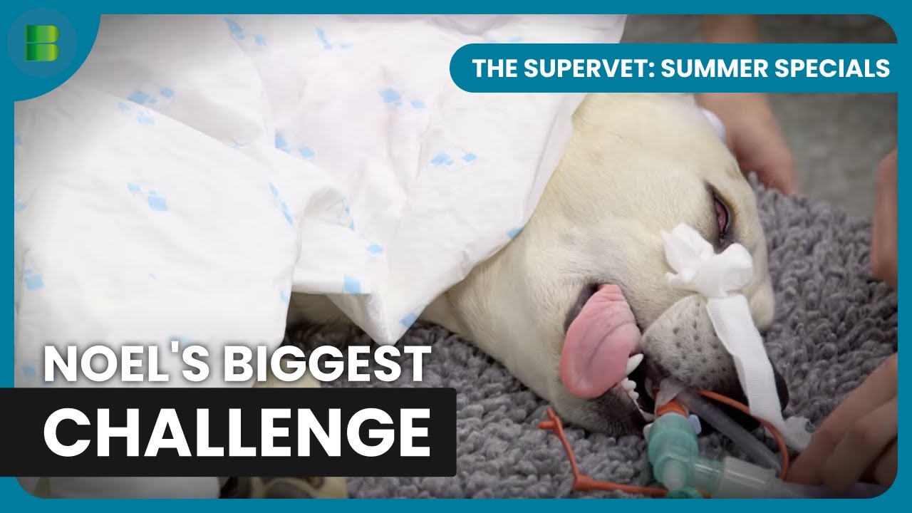 Greate Dane Gets Life Changing Surgery | The Supervet: Summer Specials