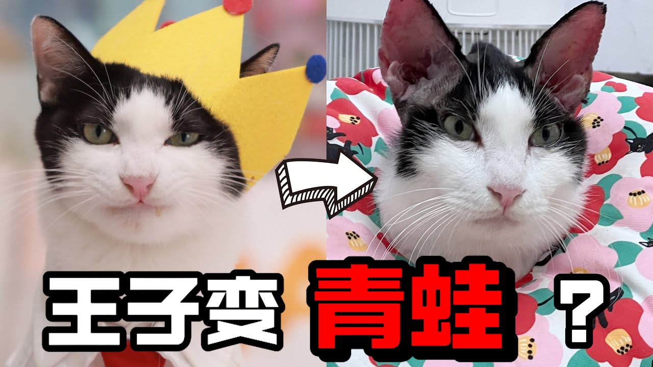 猫猫王子变青蛙？竟是一颗耳屎造成的？！｜花花与三猫 Cat Live