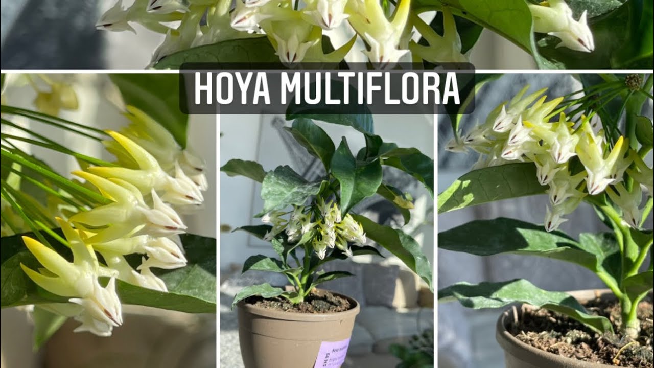 Hoya multiflora - Wax plant Wednesday