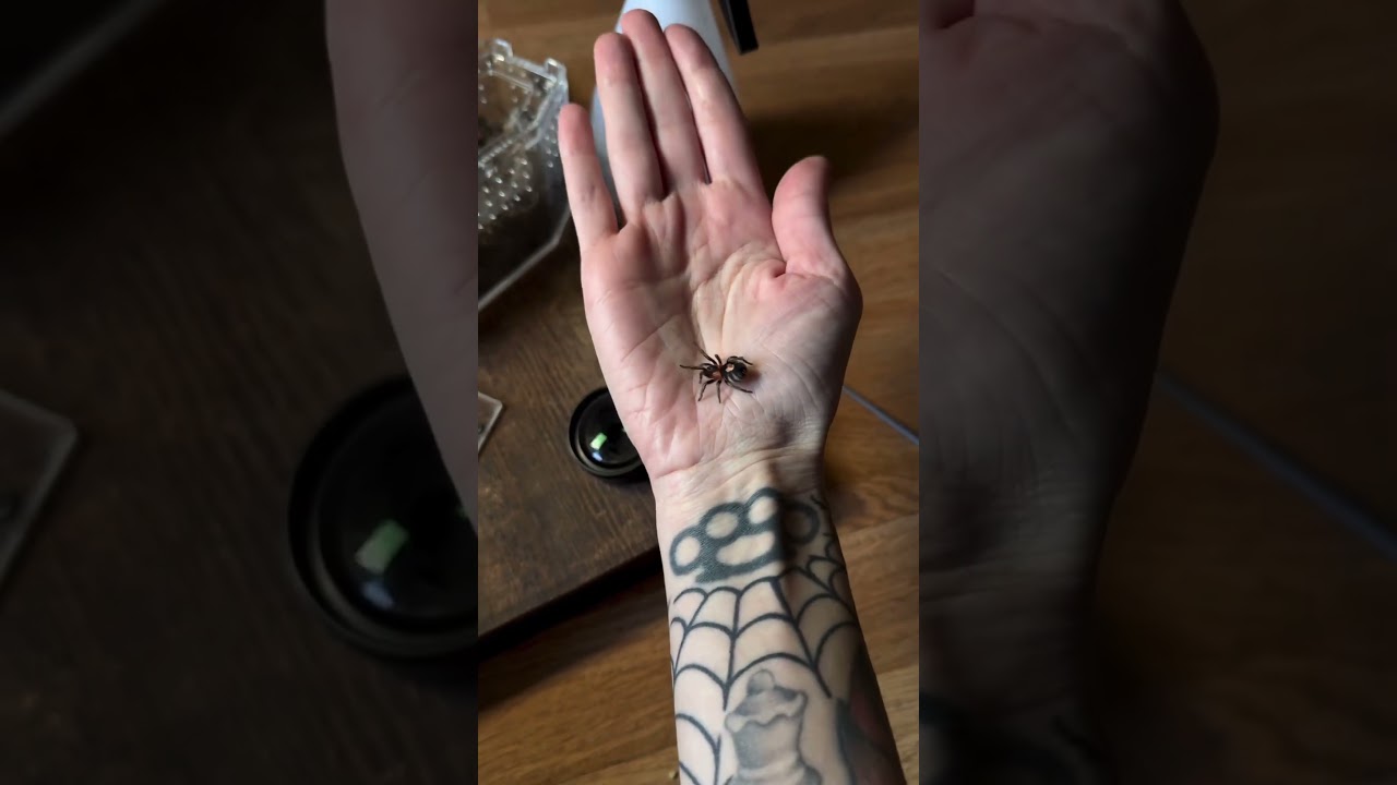 Heart butt tarantula! C elegans #shorts