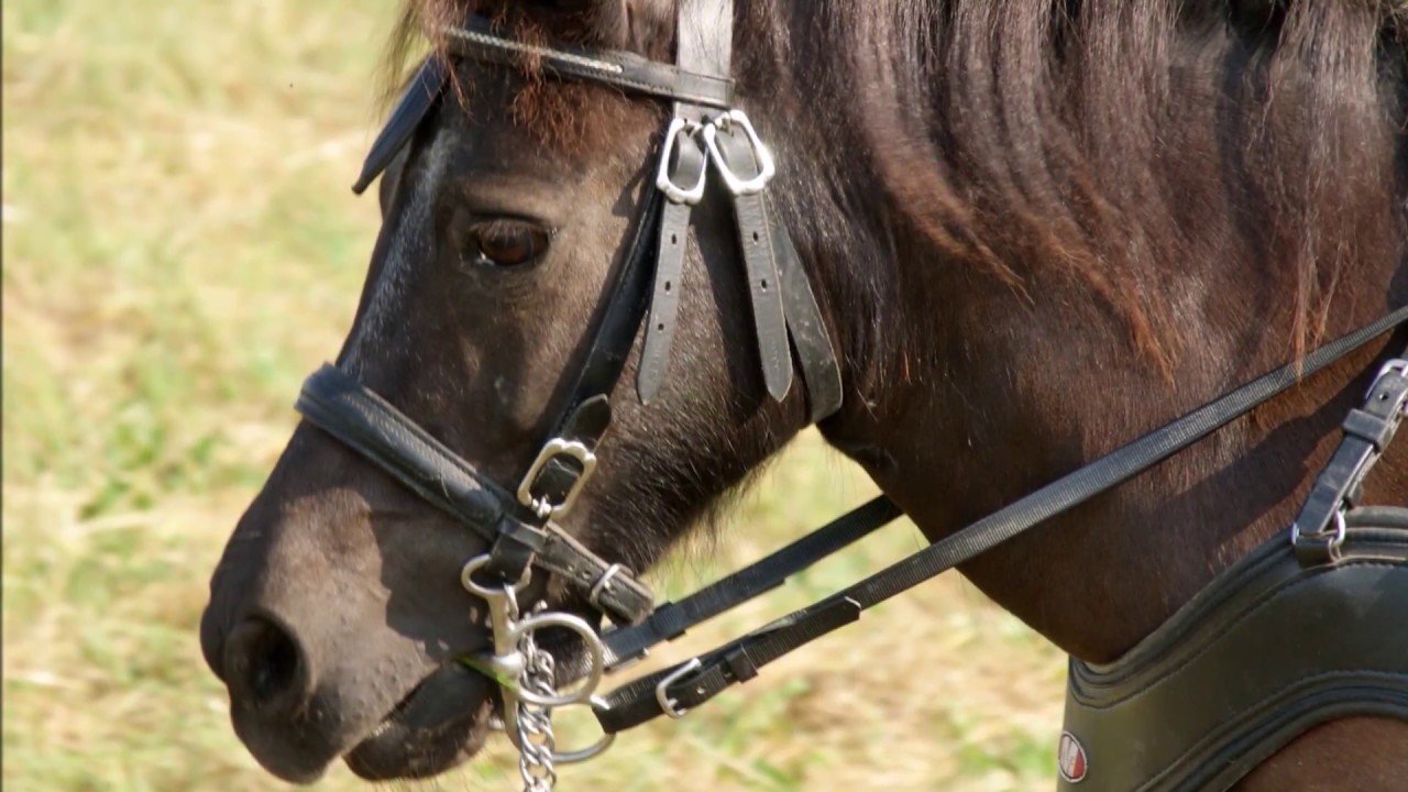 Shetty im Hindernisparcours   2018
