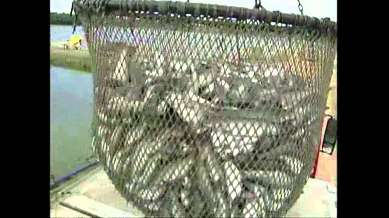 From Pond to Plant in Alabama - Transferring Live Catfish from the Farm