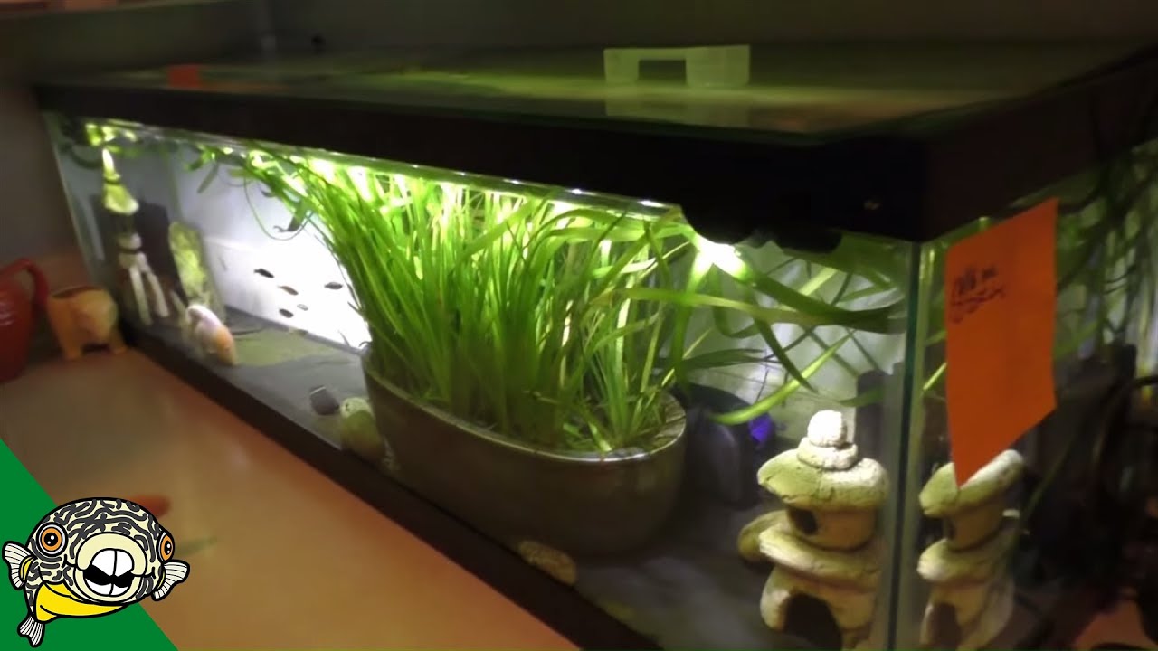 Fahaka Puffer Fish Room Tour - Aquarium Co-Op