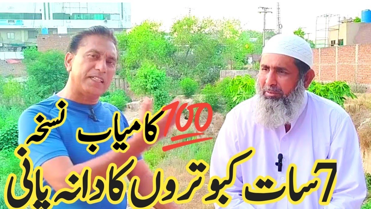 7 kabootar ka 💯 pervazi nuska || Amjad ali official